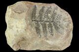 Fossil Fern (Lygenopteris) - Carboniferous #111667-1